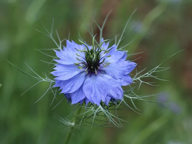love-in-a-mist, blomst, ujævn dame, blå blomst, smukke blomster, kronblade, blå kronblade, blomstre, nigella damascena, flora, blomst tapet, natur, plante, nigella, blomst baggrund, tæt på. Konkurrentbilledet i danske brancher: Sådan strukturerer du analysen