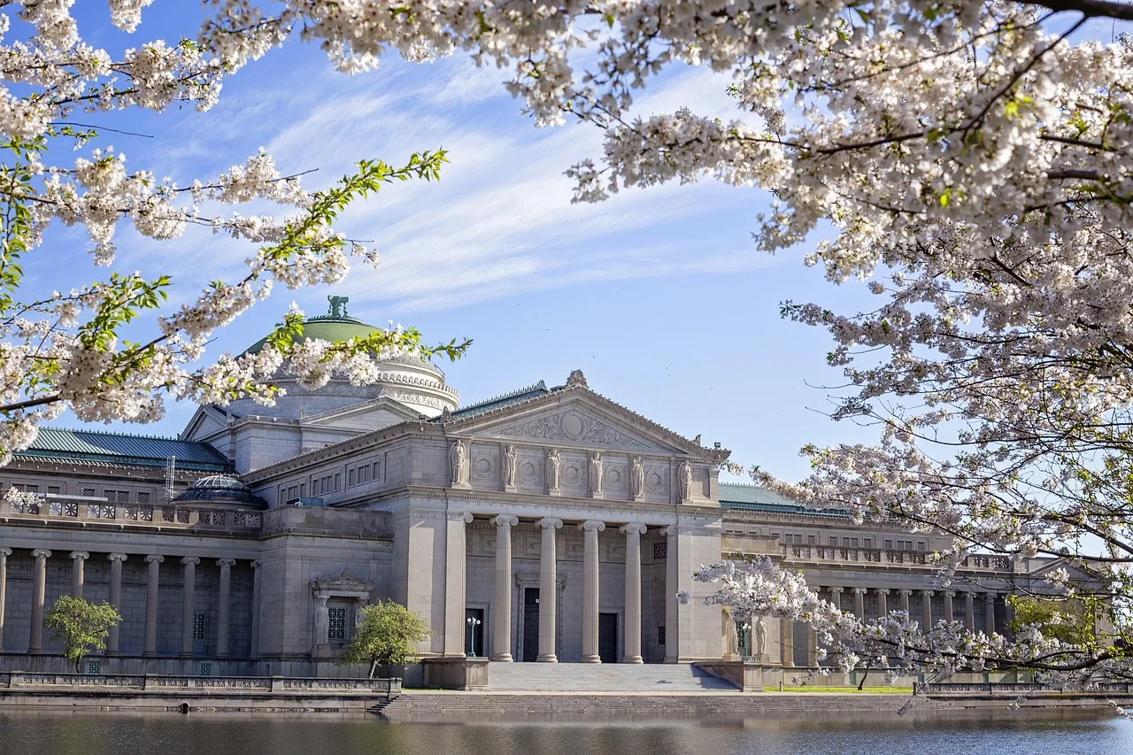 museum of science and industry, chicago, industri, struktur, konstruktion, bygning, træ, naturskøn, landskab, by, søjler, milepæl, kolonne, design, arkitektur, natur, sakura, blomstertræ, historie, hyde park, berømt, turisme, monument